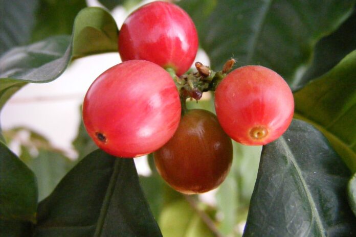 Cafeaua s-a ieftinit pe bursă, în România prețul urcă în continuare